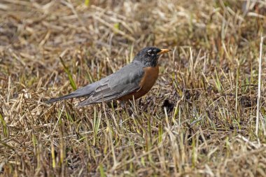Yellowstone Nehri otlak kuşa