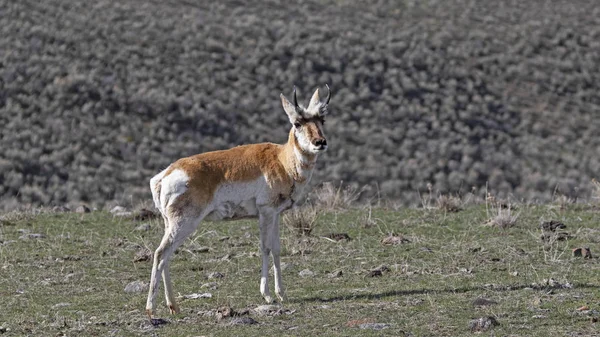 Pronghorn Broutent Parc National Yellowstone — Photo