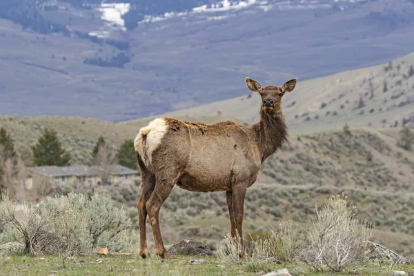 Elk Pasou Yellowstonský Národní Park — Stock fotografie