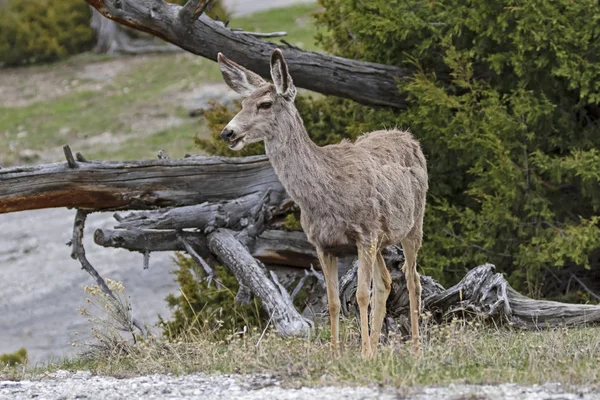 Jelen Louky Pastviny Yellowstonský Národní Park — Stock fotografie