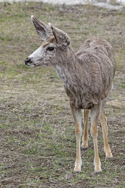 Cerfs Dans Les Prairies Parc National Yellowstone — Photo