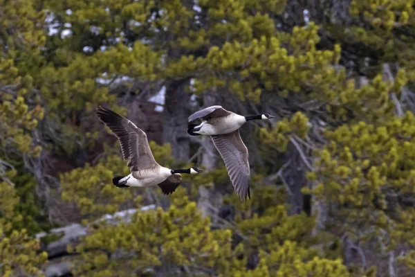 Geese Flying Yellowstone National Park — Stock Photo, Image