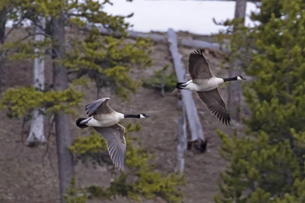 Geese flying at Yellowstone National Park