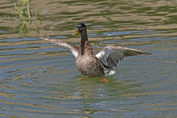 Pato Salpicando Lago Parque — Foto de Stock