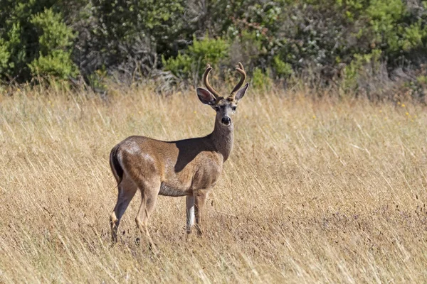 Derr Langs Noord Californië Grasland — Stockfoto