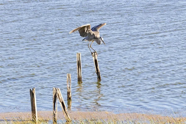 Bird Great Blue Heron Attack — Stock Photo, Image