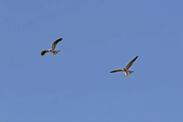 Kite Caça Cima Entardecer — Fotografia de Stock