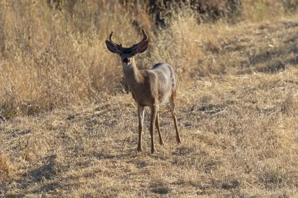 Cerfs Long Côte Californienne — Photo