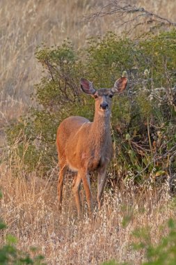 Geyik California sahili boyunca alacakaranlıkta