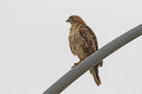 Hawk Light Pole Perch — Stock Photo, Image