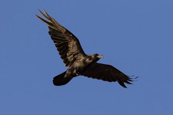 Crow Flying Twilight — Stock Photo, Image