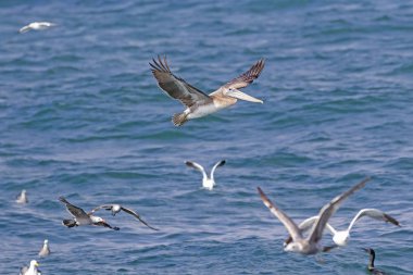 Pasifik Okyanusu plaj sahil kuşları California kıyısında