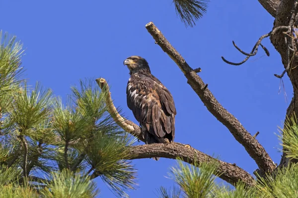 Bird juvenile bald eagle at tree top perch above Big Bear Lake