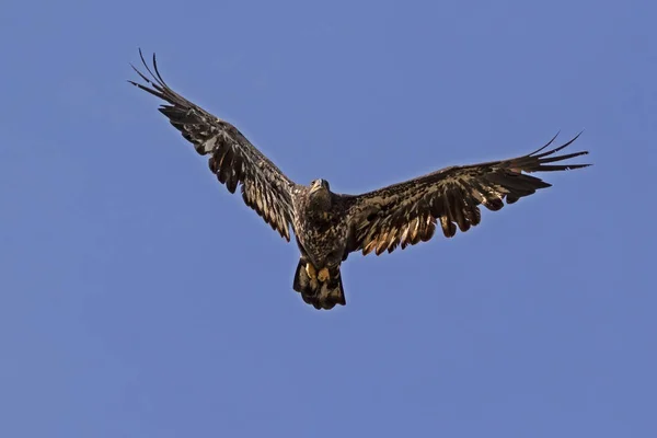 Pássaro Juvenil Careca Águia Caça Céu — Fotografia de Stock