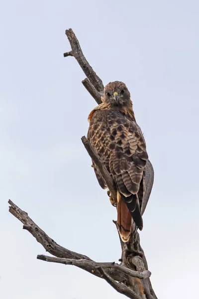Bird red tail hawk on tree limb perch