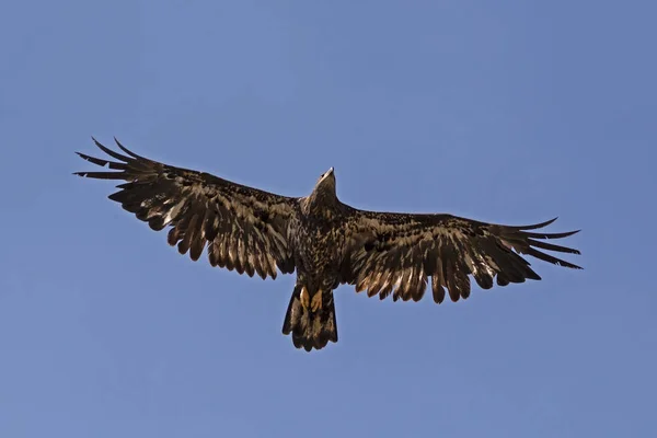Bird Juvenile Bald Eagle Flying High — Stock Photo, Image