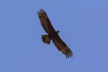 Kuş altın bir sıcak yaz gününde uçan kartal