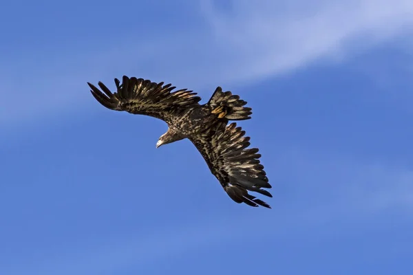 Bird Juvenile Bald Eagle Flying Big Bear Lake California — Stock Photo, Image