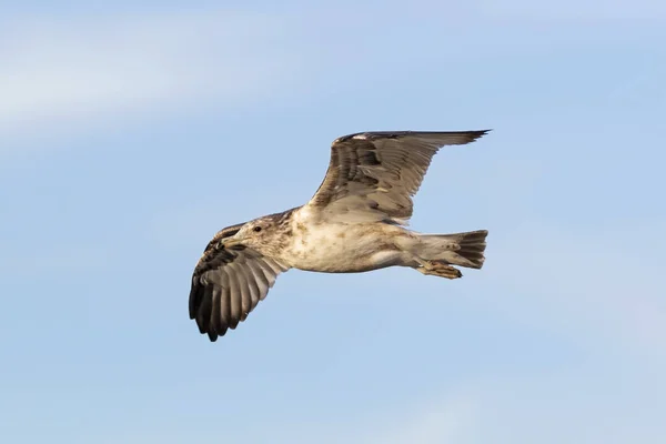Bird sea gull soars above California lake
