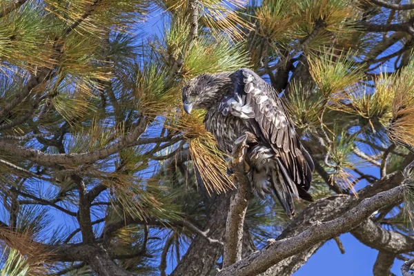 Bird juvenile bald eagle at Big Bear Lake in California
