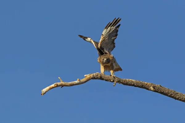 Bird Lançamentos Falcão Cauda Vermelha Partir Árvore Ramo Poleiro — Fotografia de Stock