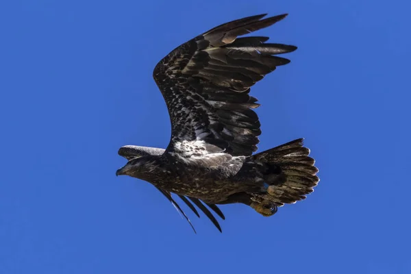 Bird Juvenile Bald Eagle Big Bear Lake California Mountains — Stock Photo, Image