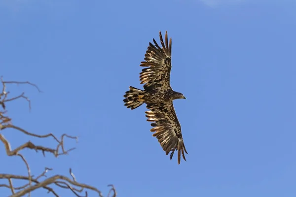 Vogel Jungweißer Weißkopfseeadler Fliegt Großen Bärensee — Stockfoto