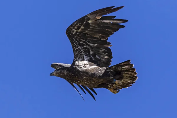 Bird Juvenile Bald Eagle Big Bear Lake California Mountains — Stock Photo, Image
