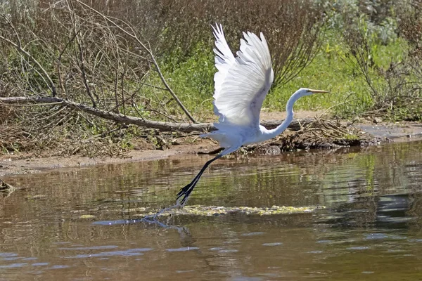 Oiseau Rivage Lac Big Bear Dans Les Montagnes Californie — Photo