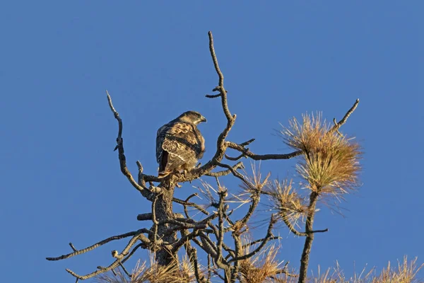 Hawk Lac Big Bear Dans Les Montagnes Californie — Photo