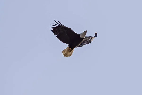 Águila Calva Eleva Por Encima Los Ángeles — Foto de Stock