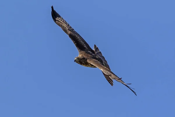 Pássaro Americano Careca Raptor Águia Voando Los Angeles — Fotografia de Stock