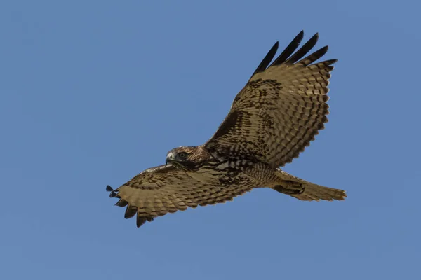 Ave American Bald Eagle Raptor Volando Los Ángeles — Foto de Stock