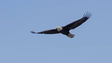 San Diego alanı dağlar kel kartal avcılık