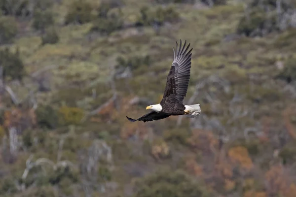 Bald Eagle Hunting San Diego Area Mountains — Stock Photo, Image