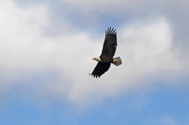 Kel kartal Los Angeles alan eteklerinde