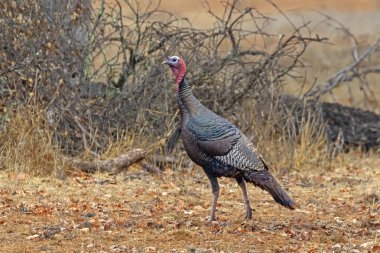California otlak düşüş sırasında Türkiye