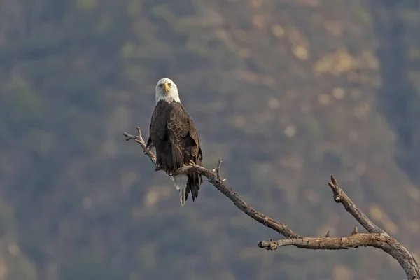Bald Eagle Los Angeles Area Foothills — Stock Photo, Image