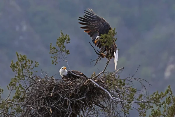 Eagle Building Nest Los Angeles Foothills — Stock Photo, Image