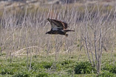 Kuş Juvenil kel kartal Gölü sahilinde