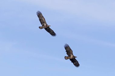 Kuş Juvenil kel kartal California Gölü