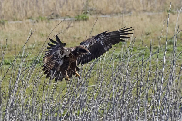 Pygargue Tête Blanche Attaque Aérienne Juvénile — Photo