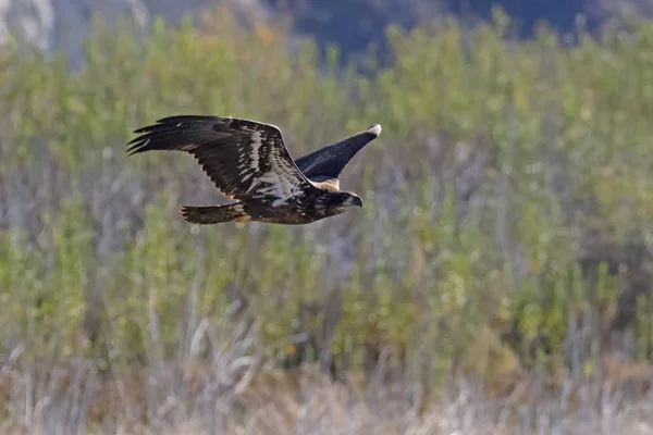 Vogel Junges Weißkopfseeadler Fliegt Einem Kalifornischen See — Stockfoto