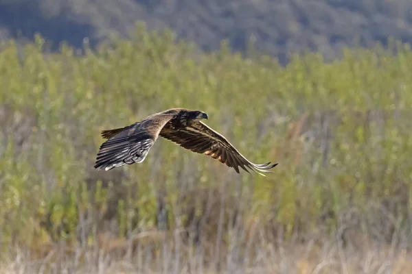 Bald Eagle Juvenile Flying Low Lake Shore — Stock Photo, Image