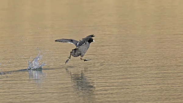 Bird Coot Running Decolagem Lago Califórnia — Fotografia de Stock