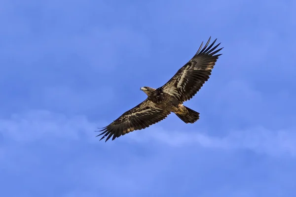 Bald Eagle Juvenile Flying California Lake — Stock Photo, Image