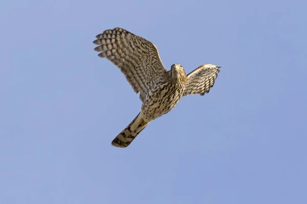 Bird merlin falcon flying high above