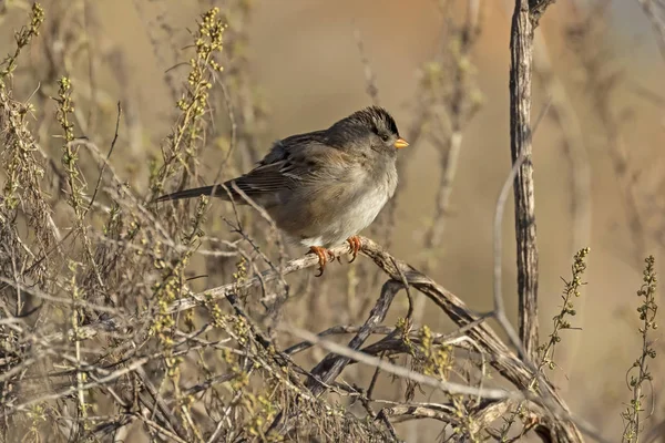 Bruant Des Oiseaux Sur Perche Des Branches — Photo