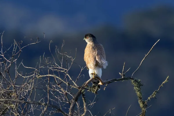 木の止まり木に鳥マーリン ホーク — ストック写真