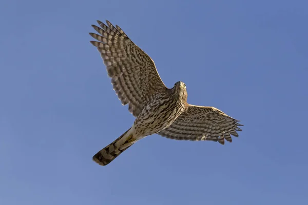 Halcón Pájaro Volando Por Encima Lago California Imágenes de stock libres de derechos